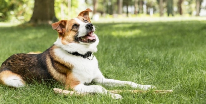 dog Friendly Parks