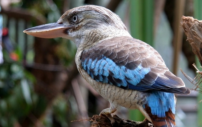 montecasino bird gardens