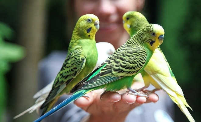 montecasino bird gardens